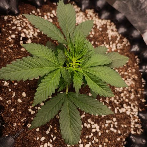 Purple Punch Autoflower growlog timeline photo