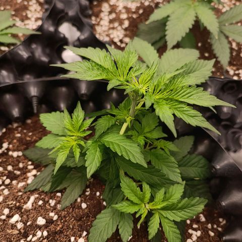 Purple Punch Autoflower growlog timeline photo