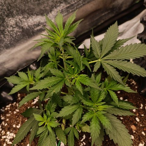 Purple Punch Autoflower growlog timeline photo