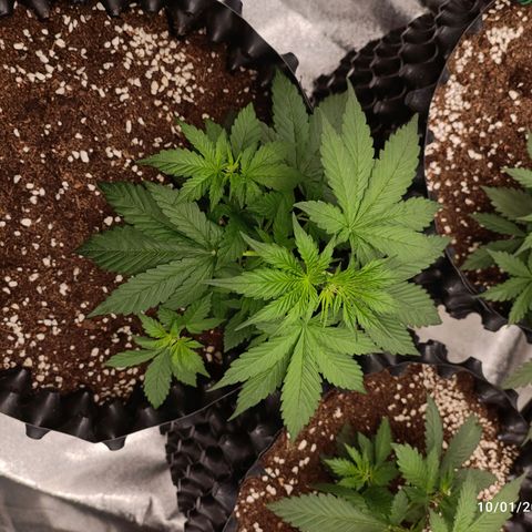 Purple Punch Autoflower growlog timeline photo