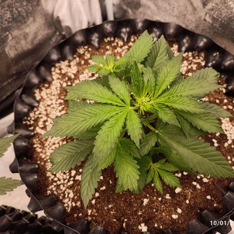 Purple Punch Autoflower growlog timeline photo
