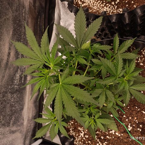 Purple Punch Autoflower growlog timeline photo
