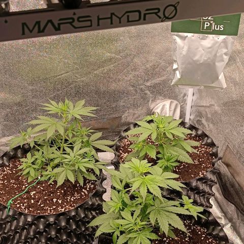 Purple Punch Autoflower growlog timeline photo