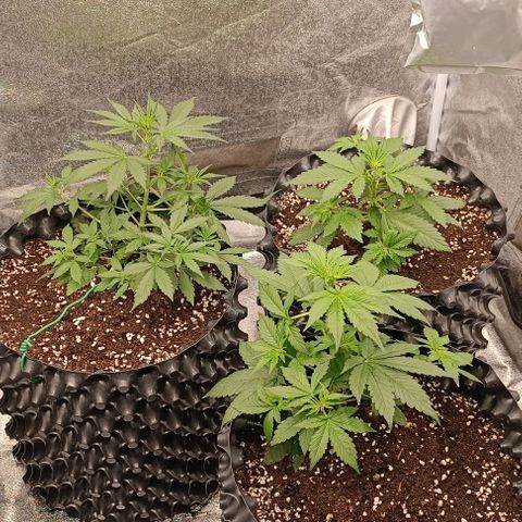 Purple Punch Autoflower growlog timeline photo