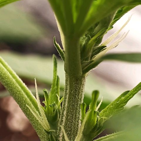 Purple Punch Autoflower growlog timeline photo