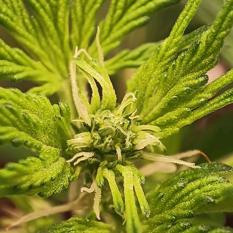 Purple Punch Autoflower growlog timeline photo