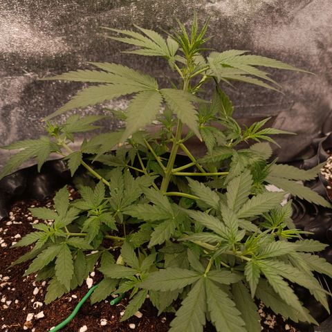 Purple Punch Autoflower growlog timeline photo