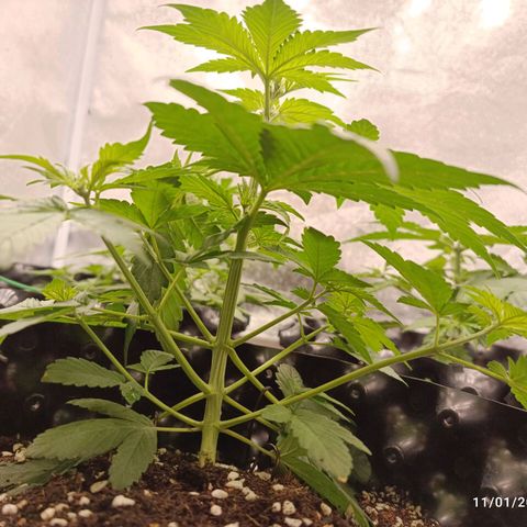 Purple Punch Autoflower growlog timeline photo