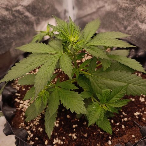 Purple Punch Autoflower growlog timeline photo