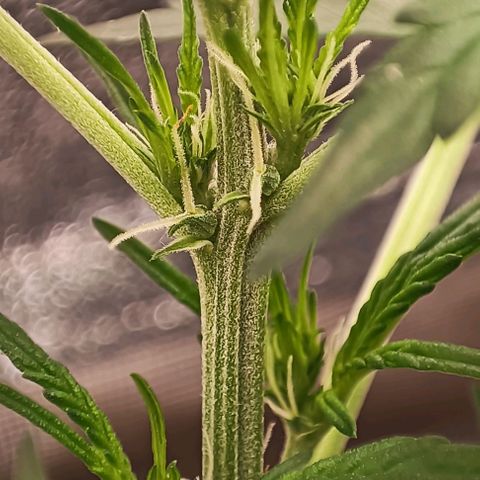 Purple Punch Autoflower growlog timeline photo