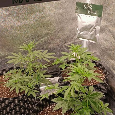 Purple Punch Autoflower growlog timeline photo