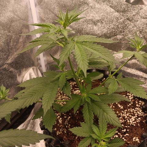 Purple Punch Autoflower growlog timeline photo
