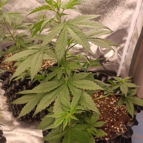 Purple Punch Autoflower growlog timeline photo