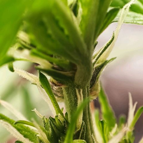 Purple Punch Autoflower growlog timeline photo
