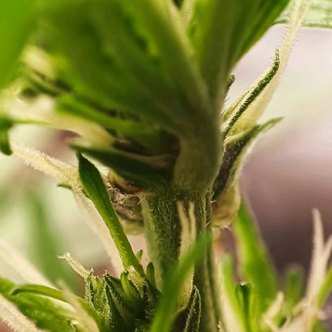 Purple Punch Autoflower growlog timeline photo