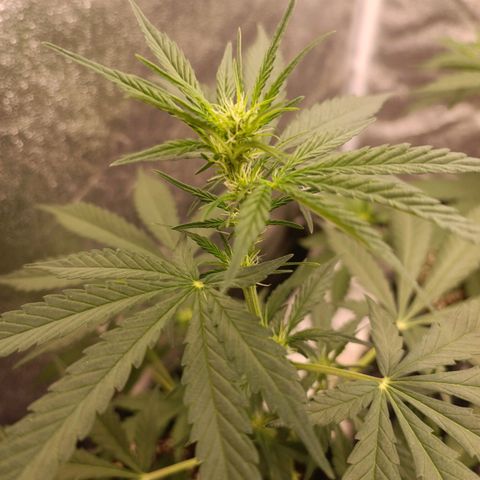 Purple Punch Autoflower growlog timeline photo