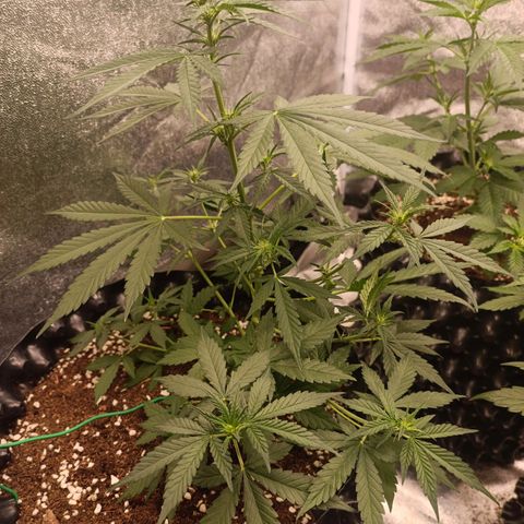 Purple Punch Autoflower growlog timeline photo