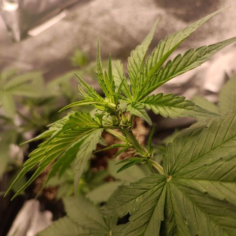 Purple Punch Autoflower growlog timeline photo