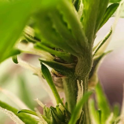 Purple Punch Autoflower growlog timeline photo