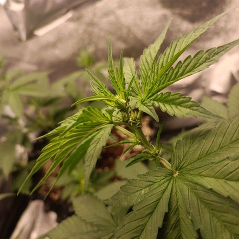 Purple Punch Autoflower growlog timeline photo