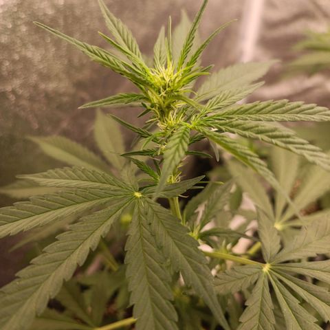 Purple Punch Autoflower growlog timeline photo