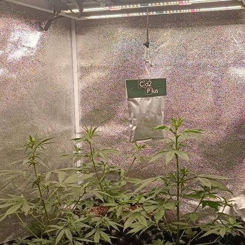 Purple Punch Autoflower growlog timeline photo