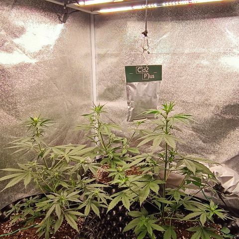 Purple Punch Autoflower growlog timeline photo