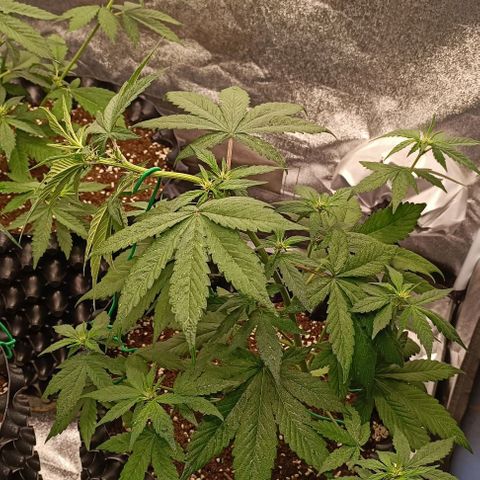 Purple Punch Autoflower growlog timeline photo