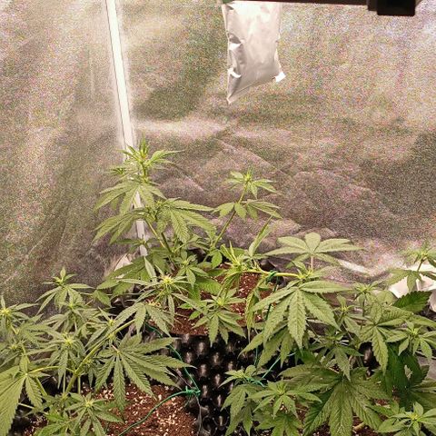 Purple Punch Autoflower growlog timeline photo