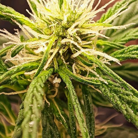 Purple Punch Autoflower growlog timeline photo
