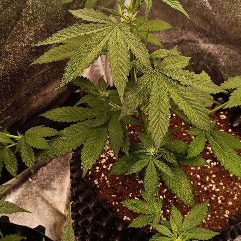Purple Punch Autoflower growlog timeline photo