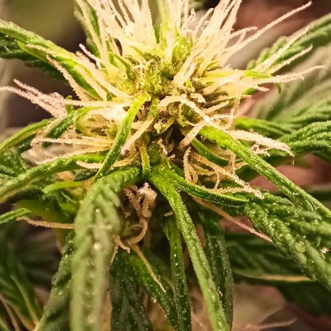 Purple Punch Autoflower growlog timeline photo