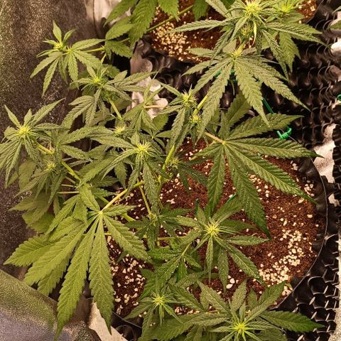 Purple Punch Autoflower growlog timeline photo