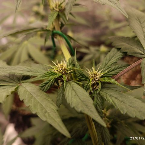 Purple Punch Autoflower growlog timeline photo
