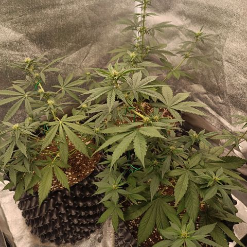 Purple Punch Autoflower growlog timeline photo
