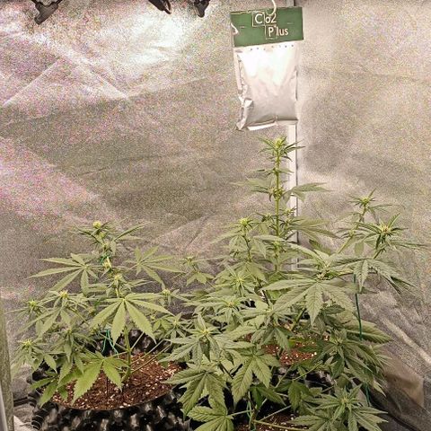 Purple Punch Autoflower growlog timeline photo