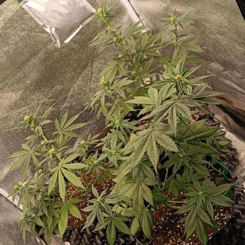Purple Punch Autoflower growlog timeline photo