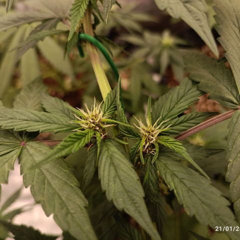 Purple Punch Autoflower growlog timeline photo