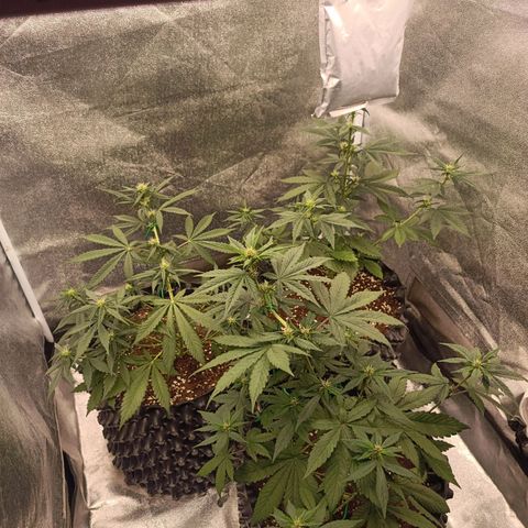 Purple Punch Autoflower growlog timeline photo