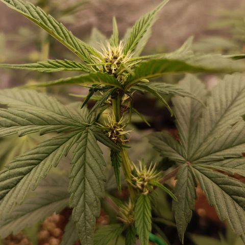 Purple Punch Autoflower growlog timeline photo