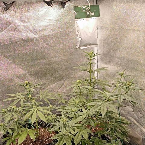 Purple Punch Autoflower growlog timeline photo
