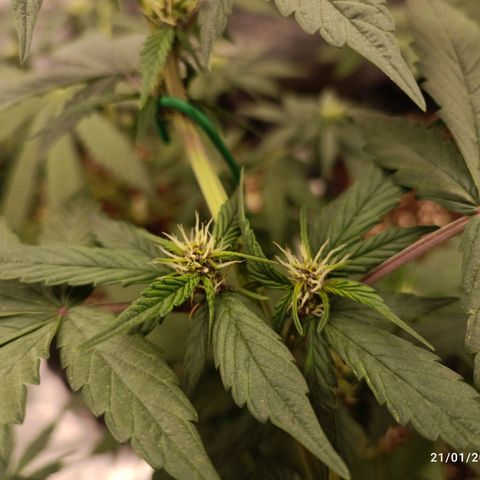 Purple Punch Autoflower growlog timeline photo