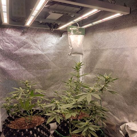 Purple Punch Autoflower growlog timeline photo