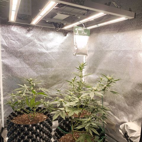 Purple Punch Autoflower growlog timeline photo