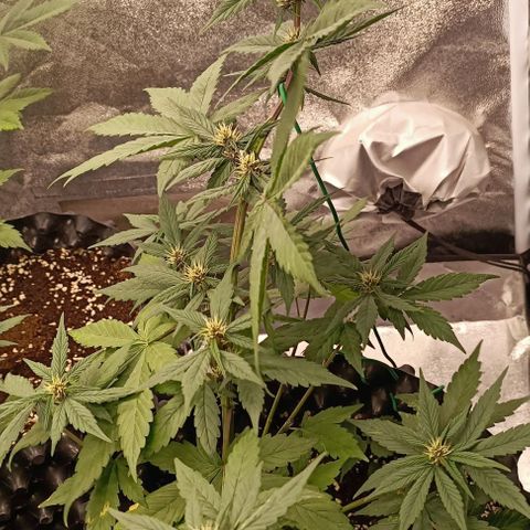Purple Punch Autoflower growlog timeline photo