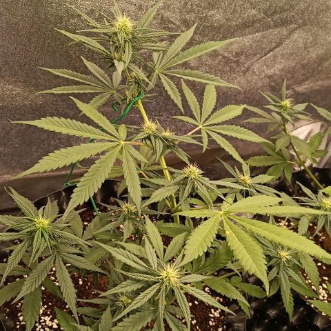 Purple Punch Autoflower growlog timeline photo