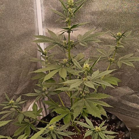 Purple Punch Autoflower growlog timeline photo