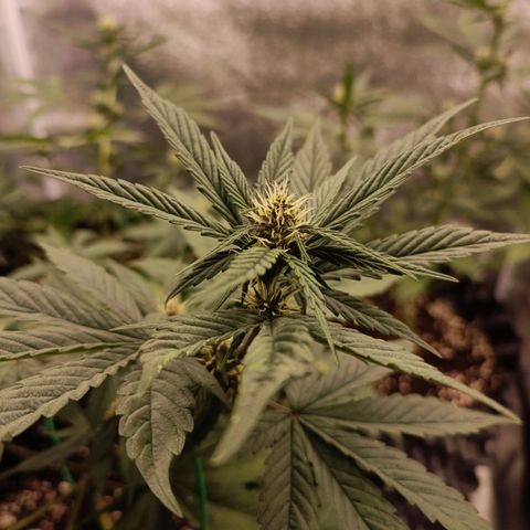 Purple Punch Autoflower growlog timeline photo