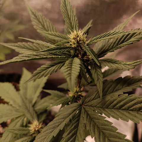 Purple Punch Autoflower growlog timeline photo