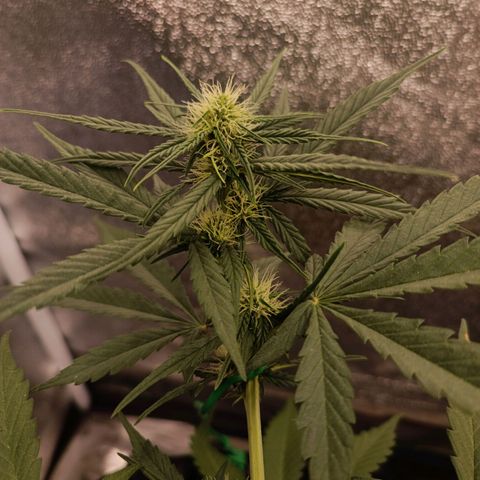 Purple Punch Autoflower growlog timeline photo